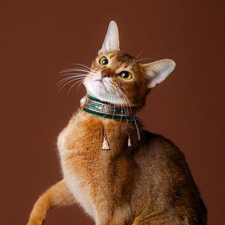 Collier ras du cou en velours pour chats