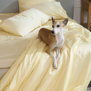 Ensemble de draps-housses en bambou – Répulsif contre les poils d'animaux pour la famille des chiens/chats