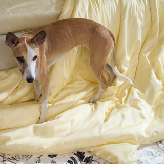 Ensemble de housse de couette en bambou - Répulsif contre les poils d'animaux pour la famille des chiens/chats 