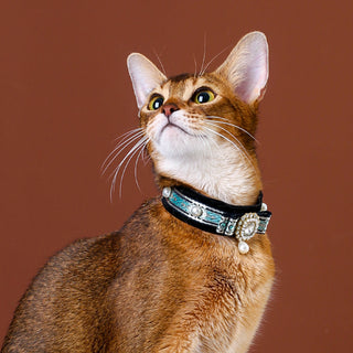 Collier ras du cou en velours pour chats