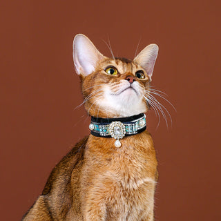 Collier ras du cou en velours pour chats